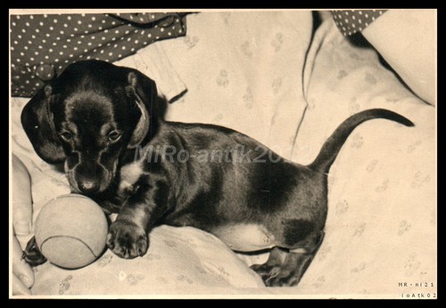 Photo exposition canine - photo,,
