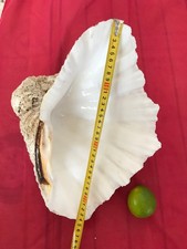 Coquillage bénitier de grande taille - Tridacne  34  cm poids 4,250kg