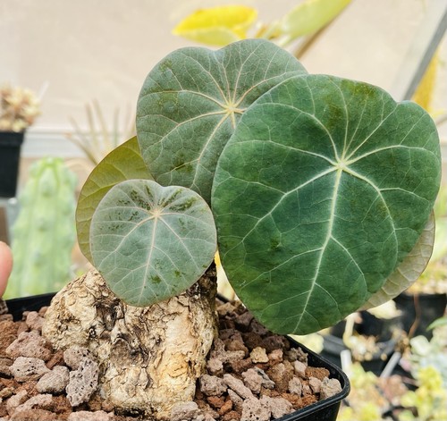 Stephania kaweesakii caudex - -,