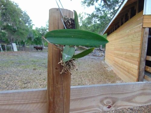 Green veil nodosa - c.,