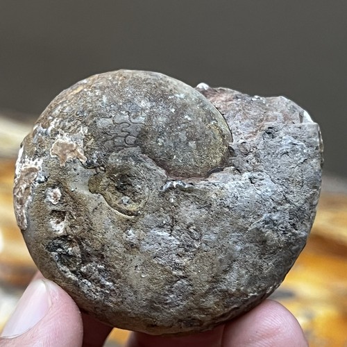 84gr rare whole - 84gr, permian