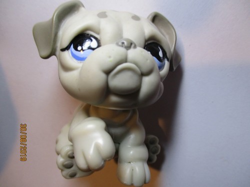 Petshop chien bouledogue - petshop,