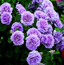 20x graines Rosier Violet Lavande Climbing Rose Purple Lavander rosebush seeds