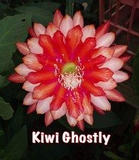RARE - Epiphyllum KIWI GHOSTLY