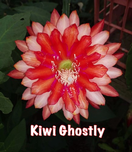 Rare epiphyllum kiwi ghostly - epiphyllum,