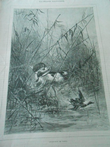 Gravure 1888 chien - 1888, de