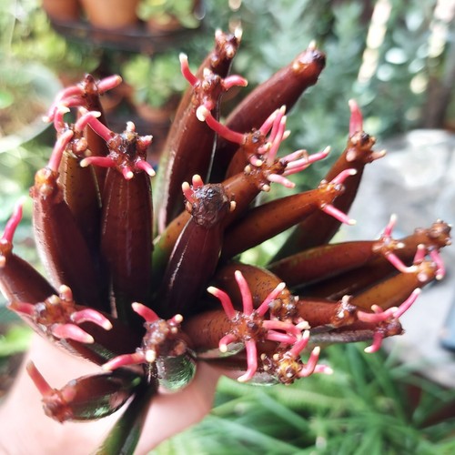 Red mangrove plant live - plant,, 5