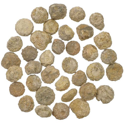 Lot petits oursins - petits,