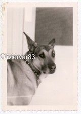 Vintage photo 1965 - dog looking back