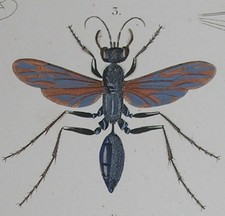 Suites à Buffon. Histoire