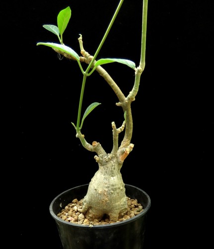 Fockea multiflora euphorbia - fockea,