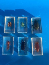 Lot De 6 Résine inclusion