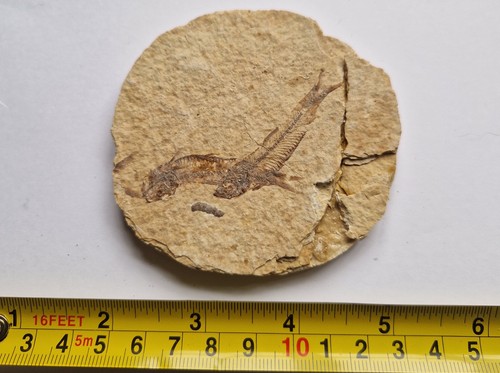 Plaque poisson fossile - plaque,