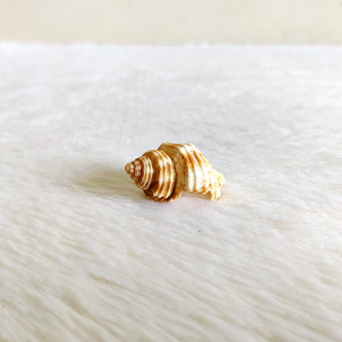 Coquillage naturel vintage - coquillage,