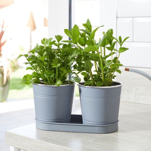 Pot herbes plantes - herbes,,
