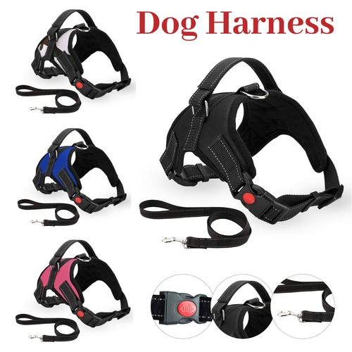 Chien animaux harnais tirer - chien,
