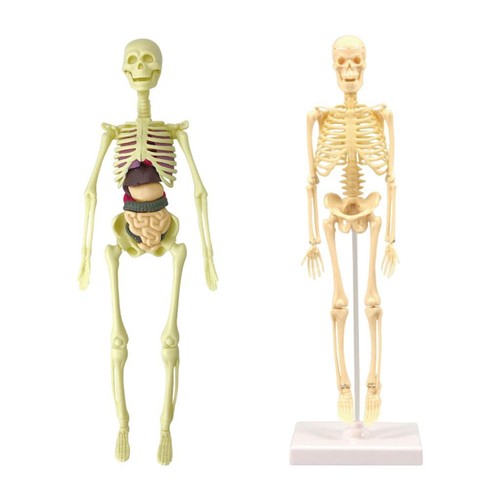 Corps humain anatomie - humain,