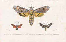 Acherontia Atropos Papillon Table en Acier Engraving Orbigny 1849