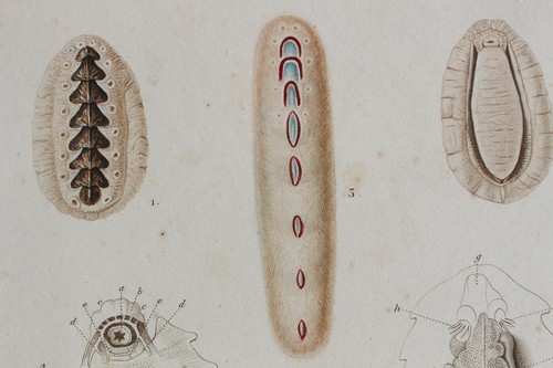 Molluscs engraving animal - molluscs,