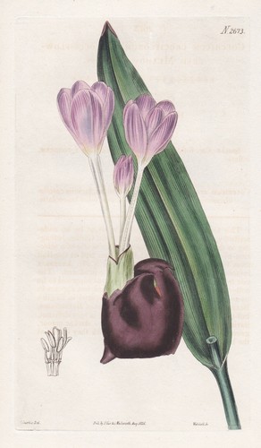 Colchicum crociflorum crocus - colchicum,