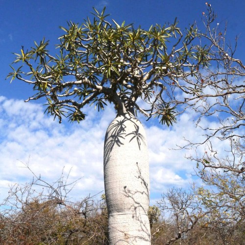 Pachypodium geayi seeds - geayi,