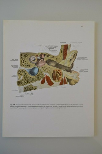 Planche anatomie humaine - d'anatomie,