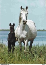 Animaux - Chevaux - Camargue -