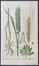 Botanique Froment commun Triticum vulgare Gravure couleur de 1893 par Masclef