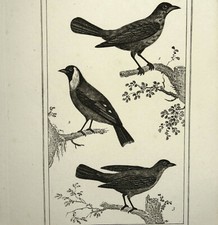 VERDERIN, CHARDONNERET ET Le