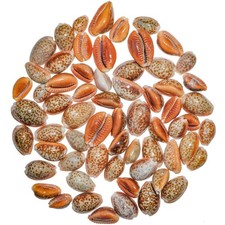 Coquillage cypraea helvola -