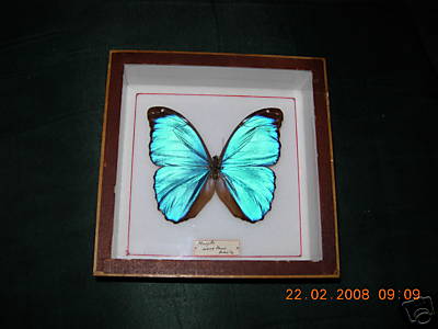 Morpho menelaus brasile - morpho,