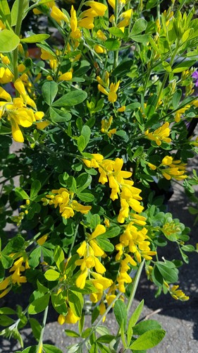 Genista porlock genêt - 'porlock', /