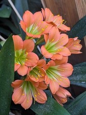 Clivia Miniata (5 Seeds/