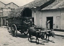 SRI LANKA c.1950 -Boeufs Marquage Paysan Charette Colombo- Ph. Galloway - GF 476