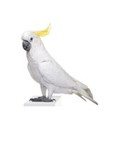 Bavoir Vert Boucle Libérable