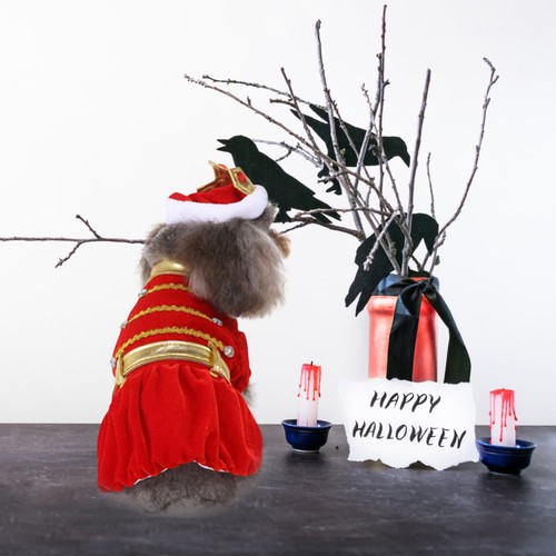 Deguisement chien costume pour - deguisement,