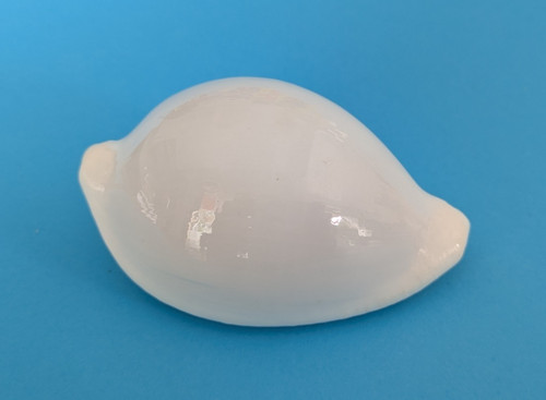 Ovula ovum gem - ovula, 68,5