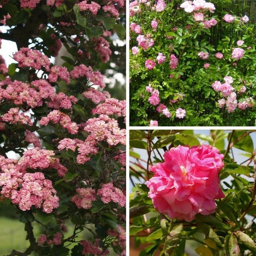 Rosier banks rosea - banks, plena