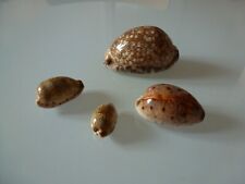 LOT DE 4 COQUILLAGES CYPRAEA  72 mm / 45 mm / 37 mm / 29 mm
