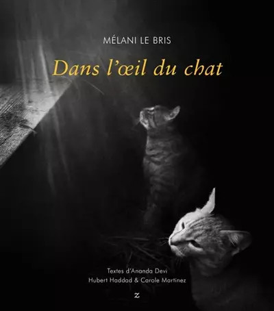 Dans oeil chat - l'oeil, du