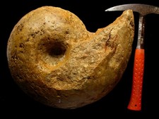 Ammonite du Callovien : Cadoceras sp