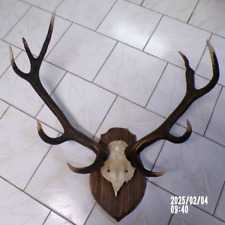 superbe trophée de cerf  massacre  déco chasse objet déco cabinet de curiosité