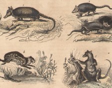 1850 Gravure originale tatou