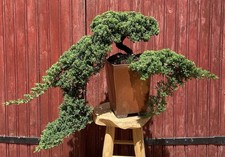 Bonsaï cascade juniperus - bonsaÏ,