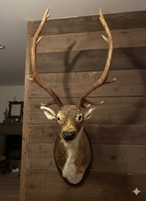 Tete De Cerf Factice etat neuf
