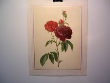 Choix des plus belles roses par Pierre-Joseph Redouté n°7