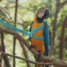 Harnais d'oiseau réglable