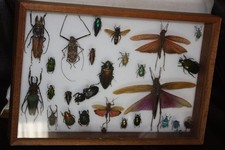 Entomologie Collection