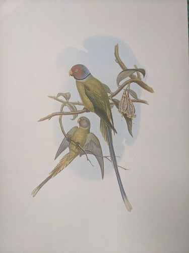 1969 oiseau imprimé fleur - 1969,