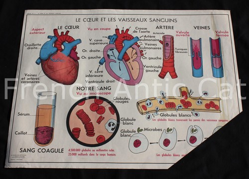 Affiche scolaire vintage mdi - scolaire,